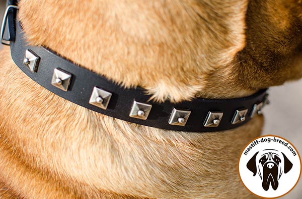 Studded leather Bullmastiff collar