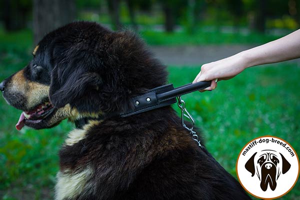 Easy-grip 2 ply genuine leather Mastiff collar