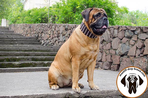 Spiked and studded leather canine collar for Bullmastiff