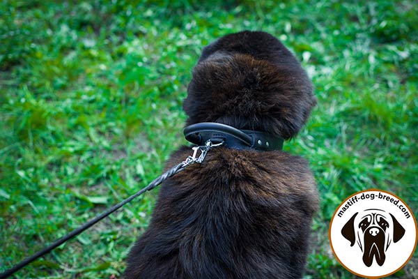 Reliable leather canine collar for Mastiff with corrosion resistant hardware