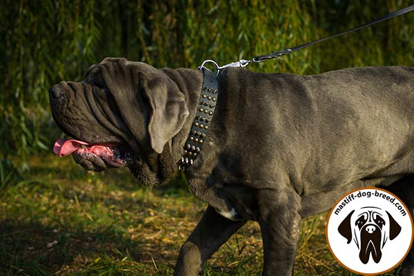 Awesome leather canine collar for Mastino Napoletano