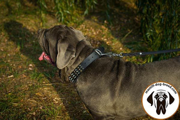 Leather dog collar for Mastino Napoletano with rust-proof D-ring and buckle