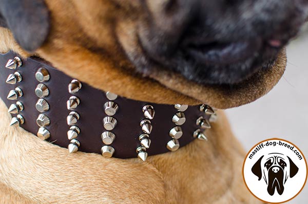 Leather dog collar for Bullmastiff with spikes and pyramids