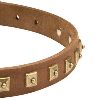 Leather Dog Collar for Mastiff with Studs