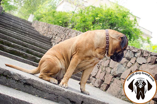 Mastiff leather collar of classy design with traditional buckle for daily walks