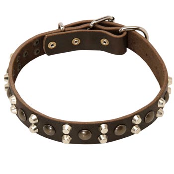 Leather Collar for Mastiff Stylish Walks