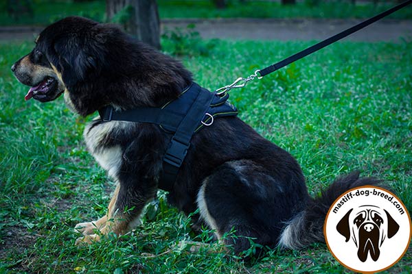 Water-proof all-weather nylon Mastiff harness