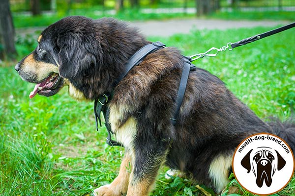 Comfy leather Mastiff harness