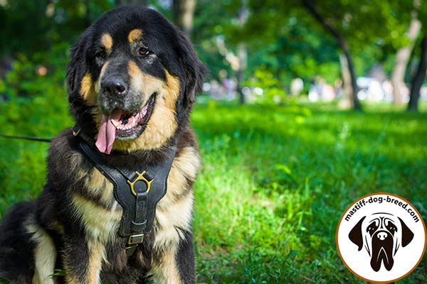 Leather Mastiff harness for attack/agitation training