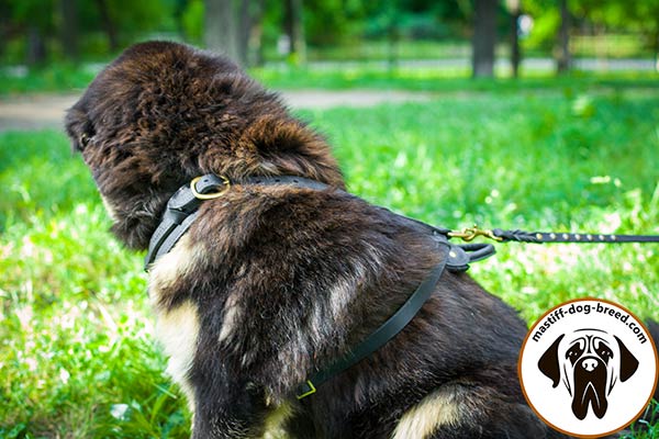 Easy-to-use leather Mastiff harness