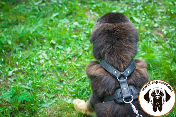 Leather Mastiff harness with nickel plated hardware
