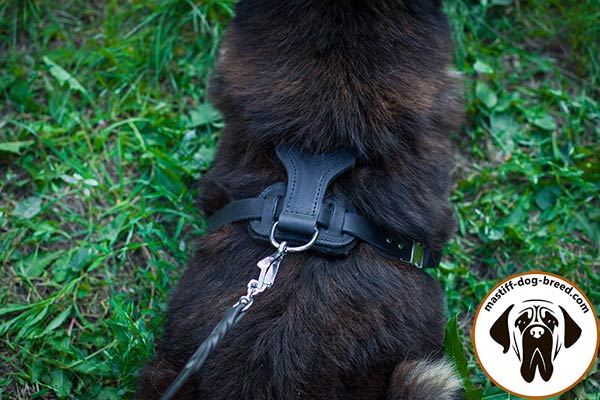Leather Mastiff harness with strong nickel plated hardware