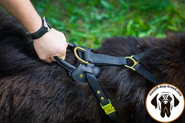 Leather dog harness for Mastiff with quick-grab handle
