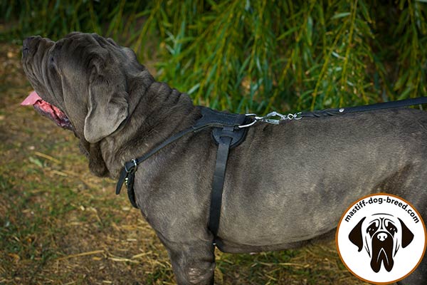 Leather dog harness for Mastino Napoletano with strong hardware