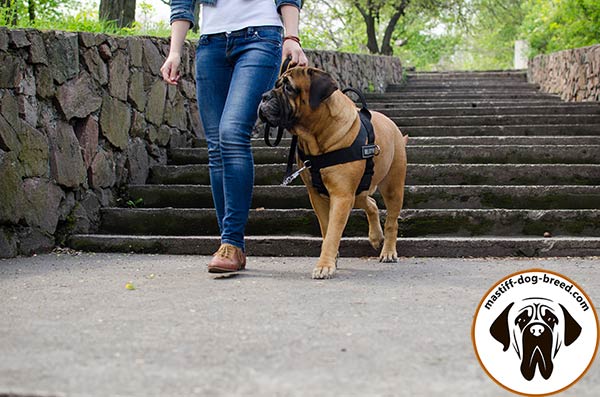 Easy-to-use nylon Bullmastiff harness with 2 D-rings for leash fixing