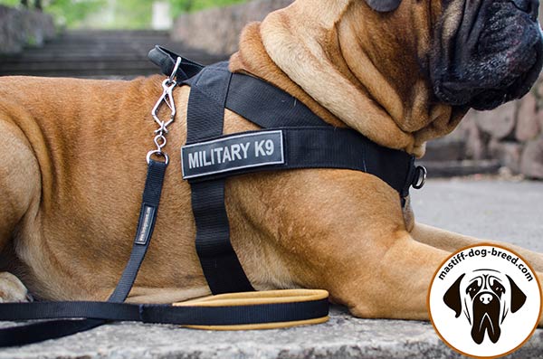 Nylon Bullmastiff harness with removable ID patches