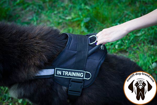 Comfortable nylon Mastiff harness with quick grab handle