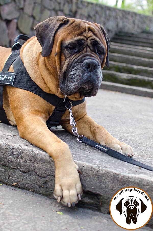 Nylon dog harness for Bullmastiff with D-ring on chest strap to prevent pulling