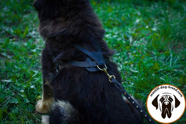 Pulling leather dog harness for Mastiff with brass D-ring for leash attachment