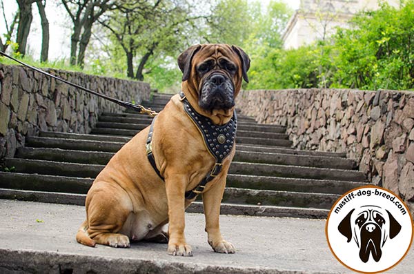 Mastiff leather leash with durable hardware for safe walking