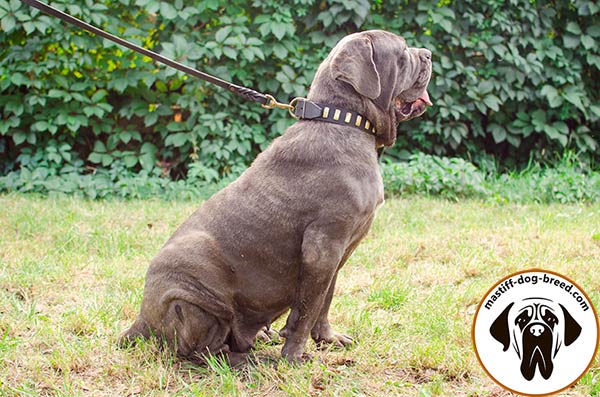 Mastiff leather leash with reliable brass plated hardware for tracking