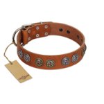 "Luxurious Life" Premium Quality FDT Artisan Tan Leather Mastiff Collar with Round Adornments