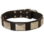 Leather Mastiff Collar with Large Nickel Plates