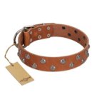 "Waltz of the Flowers" Handmade FDT Artisan Tan Leather Mastiff Collar with Chrome-plated Engraved Studs