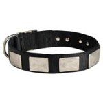 Nylon Mastiff Collar Massive Nickel Plates