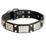 Leather Mastiff Collar Decorated with Nickel Cones and Plates