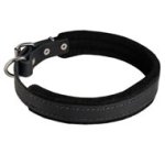 Padded Leather Mastiff Collar 25 mm for Dog Training