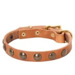 Leather Mastiff Collar with Brass Half-Ball Studs