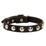 Beautiful Leather Mastiff Collar Decorated with Half-Ball Studs