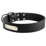 Classic Leather Mastiff Collar with Identification Tag