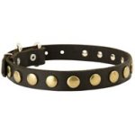 Leather Mastiff Collar with Brass Circles for Fashionable Walking