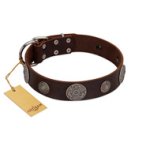 "Flashy Woof" FDT Artisan Brown Leather Mastiff Collar with Chrome Plated Brooches