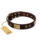 "Bow-Wow Effect" FDT Artisan Brown Leather Mastiff Collar with Plates and Ornate Studs