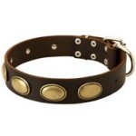 Designer Leather Mastiff Collar with Oval Plates