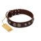 "Choco Brownie" FDT Artisan Brown Leather Mastiff Collar Adorned with Silver-Like Conchos