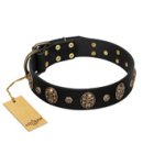 Pirate's Spell' FDT Artisan Black Leather Mastiff Collar with Engraved Studs and Medallions