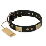 "Spanish night" FDT Artisan Fashionable Leather Walking Mastiff Collar