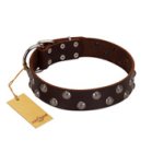 "Blossom Jewel" FDT Artisan Brown Leather Mastiff Collar with Two Rows of Silver-like Studs with Engraved Flowers