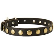 Leather Mastiff Collar with Brass Circles for Fashionable Walking