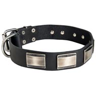 Leather Mastiff Collar Massive Nickel Plates