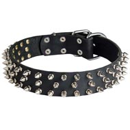 Leather Mastiff Collar with 3 Rows of Nickel Spikes