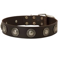 Leather Mastiff Collar Decorated with Silver Conchos