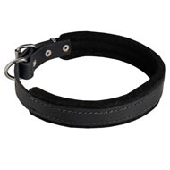 Padded Leather Mastiff Collar 25 mm for Dog Training