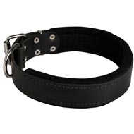 Mastiff Durable Padded Leather Collar 40 mm