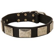 Leather Mastiff Collar with Large Nickel Plates