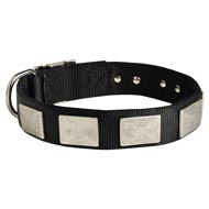 Nylon Mastiff Collar Massive Nickel Plates